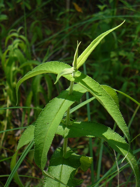 Common Boneset, Eupatorium perfoliatum var. perfoliatum